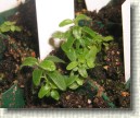 R. tomentosum x R. subarcticum plant ID #11
Miniature plant, chromosome mismatch between two Ledums with different chromosome number?