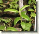 R. tomentosum x R. lapponicum plant ID #12
Looks more like R. tomentosum