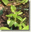 R. tomentosum x R. lapponicum plant ID #12
Small twisted leaves