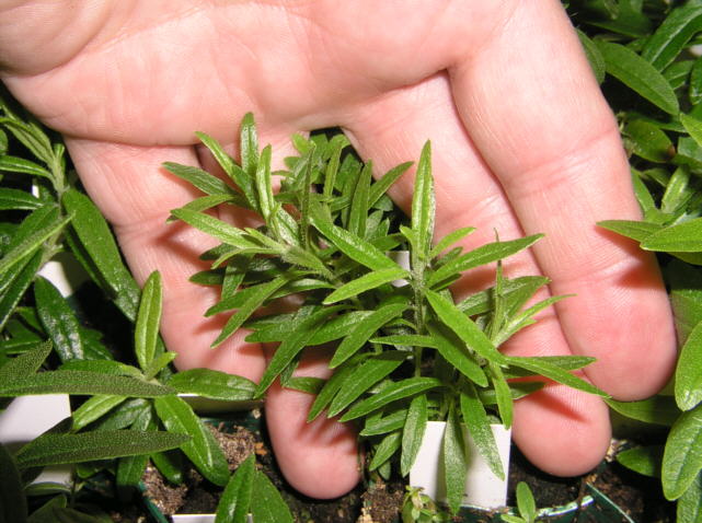 tomentosum x 'Flämingperle' plants