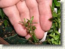 R. tomentosum x R. hippophaeoides hybrid 'Flmingperle' plant ID #13
Very small leaves