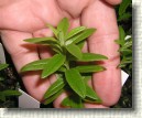 R. tomentosum x R. hippophaeoides hybrid 'Flmingperle' plant ID #07
Leaves have features from pollen given 'Flmingperle'