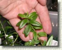 R. tomentosum x R. fastigiatum plant ID #01
Leaves resemble more pollen given fastigiatum