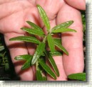 R. tomentosum x R. fastigiatum plant ID #07
Shiny, almost glabrous leaves,  looks like a mix between the two species