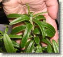 R. tomentosum x R. diversipilosum plant ID #05
Dark leaves, strong growth
