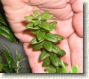 R. tomentosum x R. lapponicum plant ID #01
Short leaves, dense growth