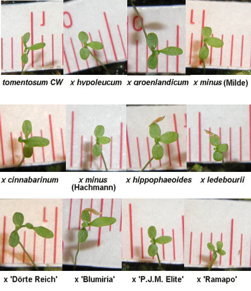 first true leaves of the tomentosum crosses