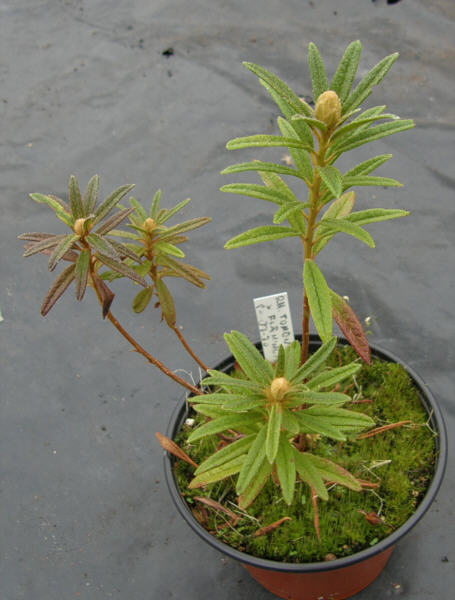 R. tomentosum x 'Flämingperle'