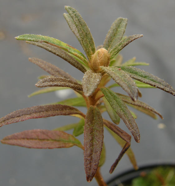 R. tomentosum x 'Flämingperle'