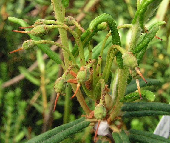 tomentosum x veitchianum