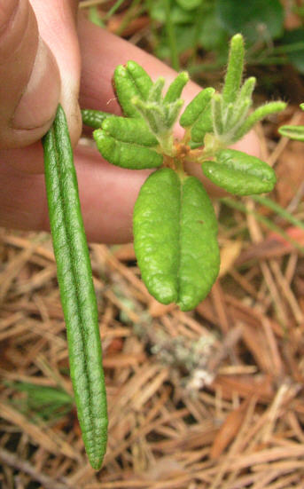 tomentosum x 'Dörte Reich'