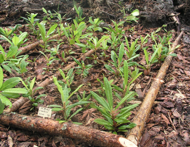 Small plants on the field