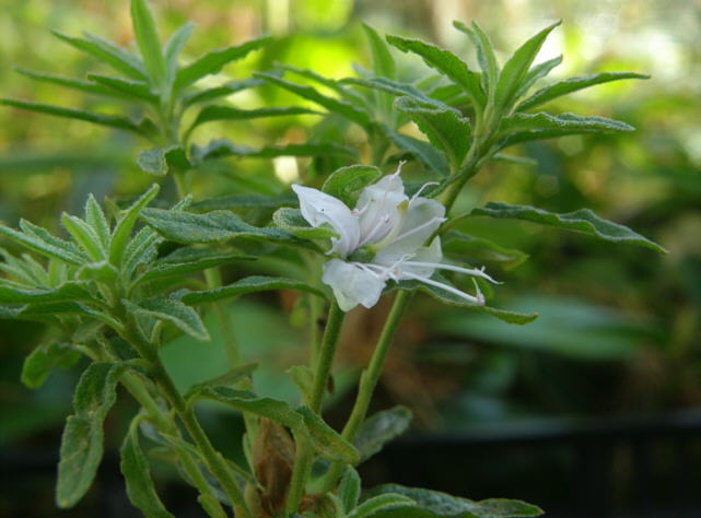 tomentosum x 'Flämingperle' flower