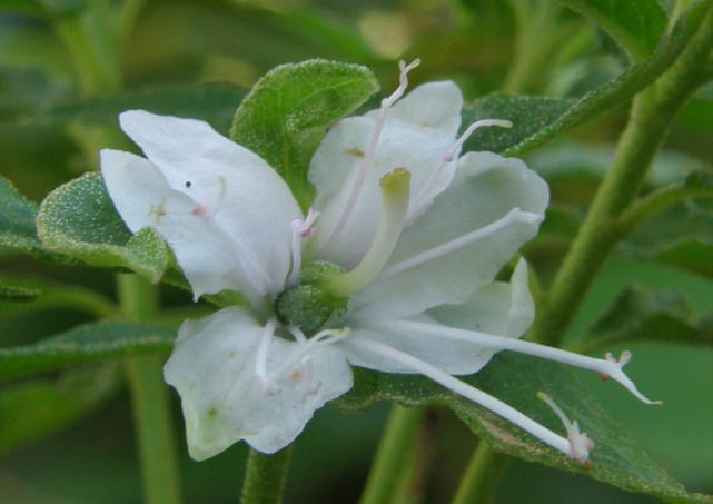tomentosum x 'Flämingperle' flower
