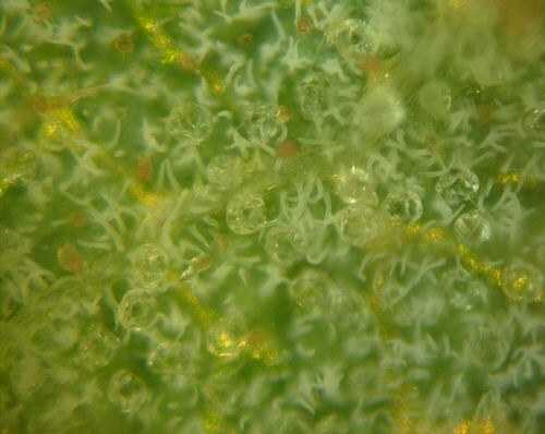 R. tomentosum glands and hairs