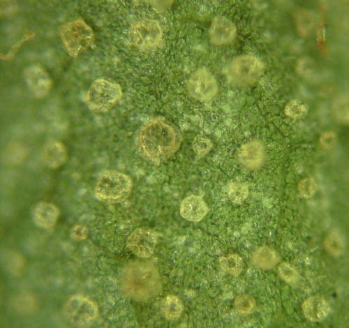 tomentosum x 'Flämingperle' glands and scales