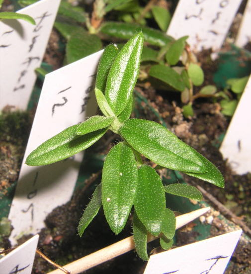 tomentosum x 'Flämingperle'