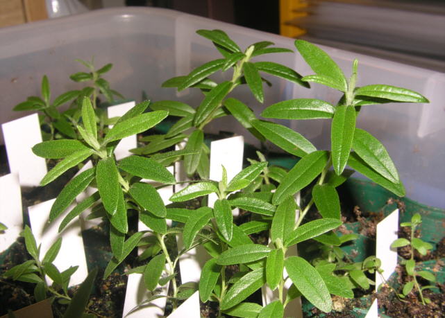 tomentosum x 'Flämingperle' plants