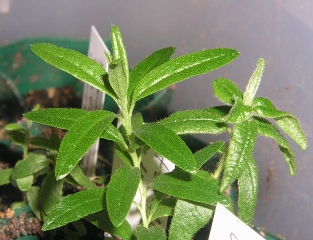 tomentosum x 'Flämingperle'