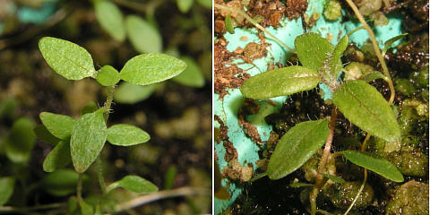 19 weeks old tomentosum x cinnabarinum and tomentosum CW seedplants