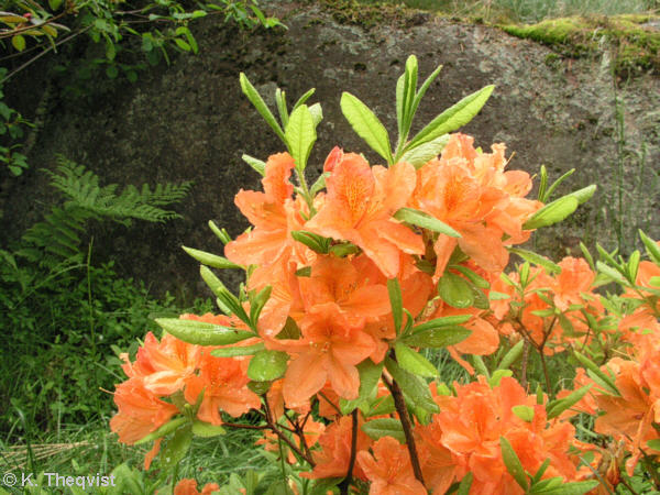 molle ssp. japonicum