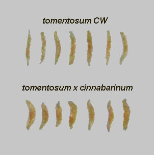 tomentosum x cinnabarinum seeds vs. tomentosum