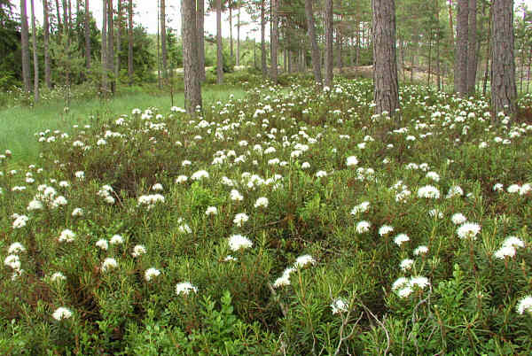 tomentosum flower time on the marsh