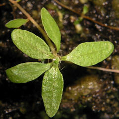 tomentosum CW 5