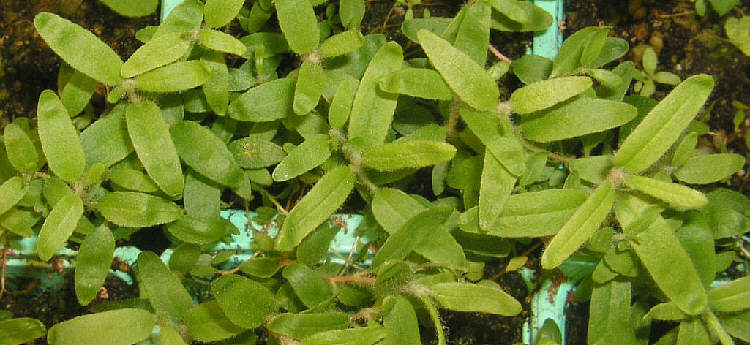 34 weeks old  tomentosum CW seed plants