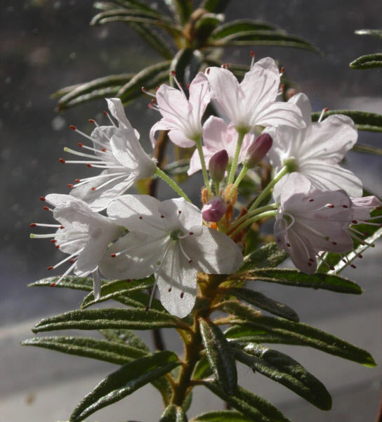 R. tomentosum x 'Flämingperle'