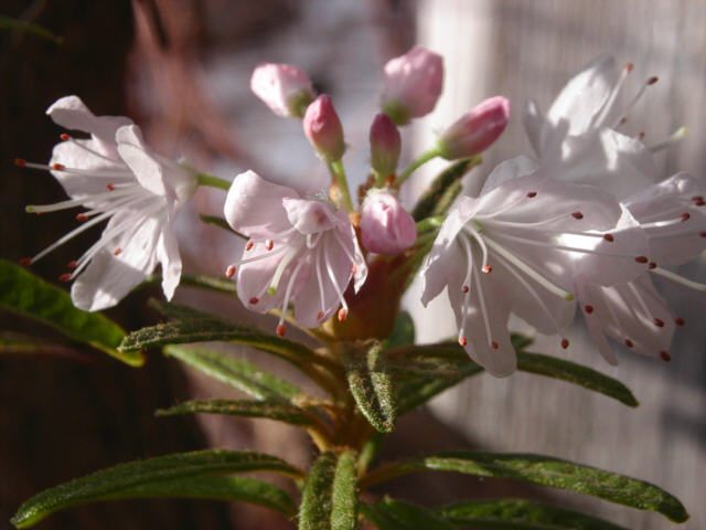 R. tomentosum x 'Flämingperle'