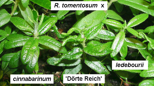 tomentosum x cinnabarinum and x Dörte Reich and x ledebourii