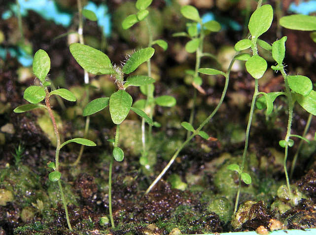 15 weeks old tomentosum x cinnabarinum seedplants