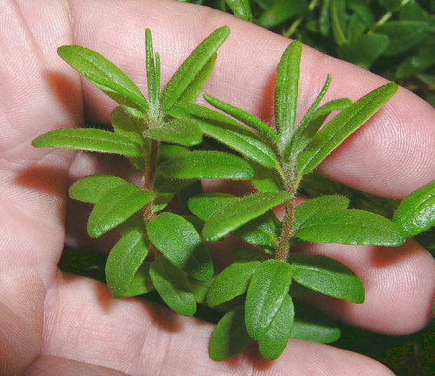 tomentosum x cinnabarinum