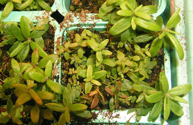 34 weeks old  tomentosum x cinnabarinum seed plants