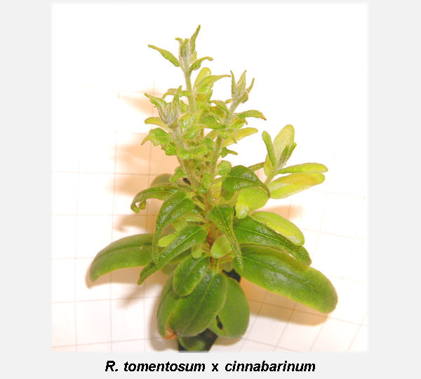 tomentosum x cinnabarinum