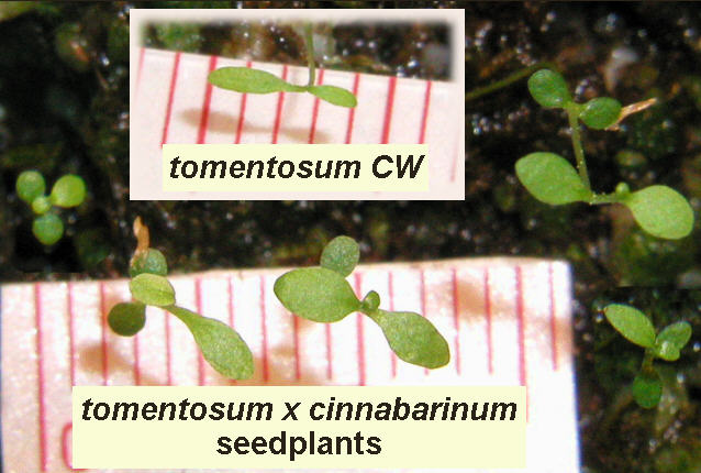 comparing x cinnabarinum seedplants to tomentosum CW