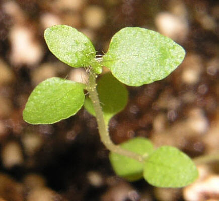tomentosum x concinnum var. pseudoyanthinum