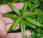 R. tomentosum x dauricum seed plant