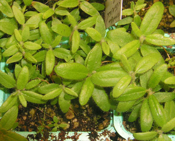34 weeks old  tomentosum x groenlandicum seed plants