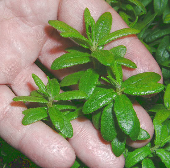 tomentosum x hippophaeoides