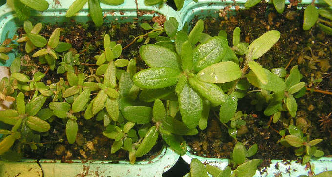 34 weeks old  tomentosum x hippophaeoides seed plants