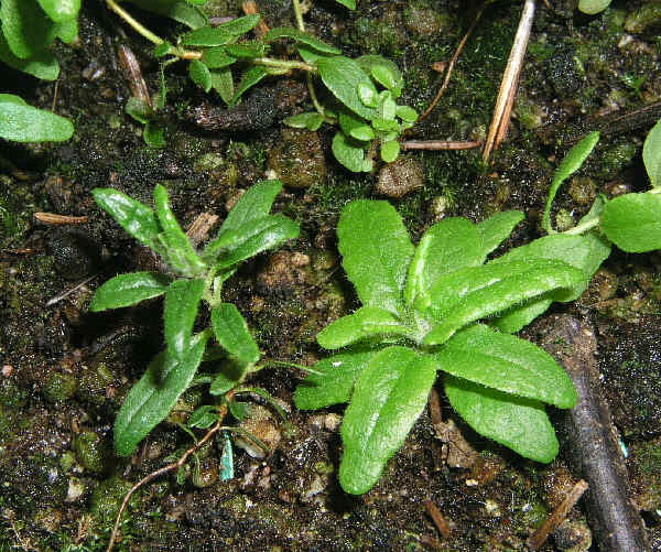 tomentosum x hippophaeoides and x minus