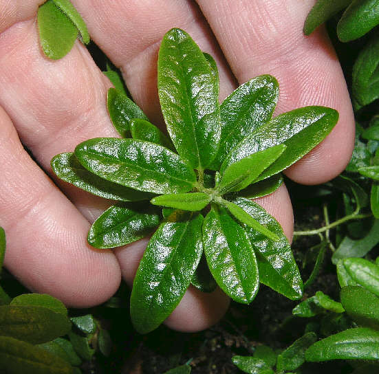 tomentosum x ledebourii