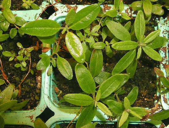 34 weeks old  tomentosum x ledebourii seed plants