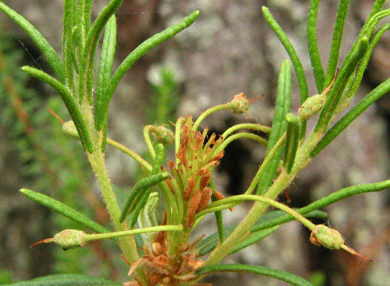 tomentosum x ledebourii