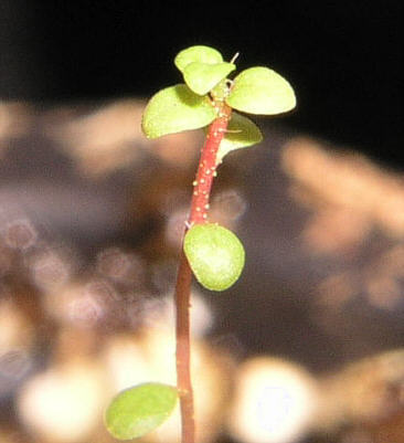 tomentosum x leucaspis