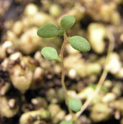 tomentosum x spinuliferum
