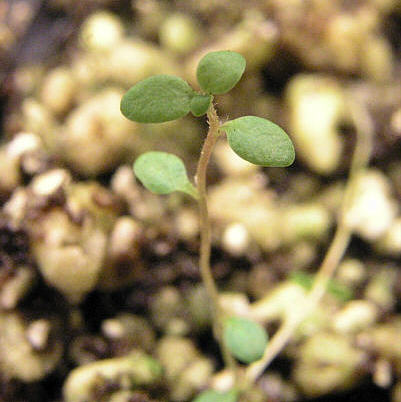 tomentosum x spinuliferum