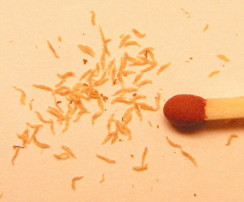 tomentosum x yunnanense seeds